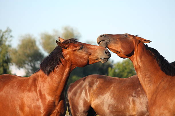 istock Two brown horses fighting playfully 534130935