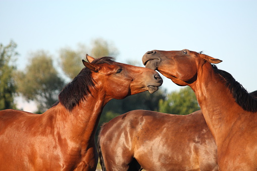Two brown horses fighting playfully at the pasture