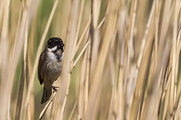 Close up of a male reedbunting perched in the reeds. A light brown and yellow background that is out of focus. With in the front a male reedbuntingperched in the middle of the image.