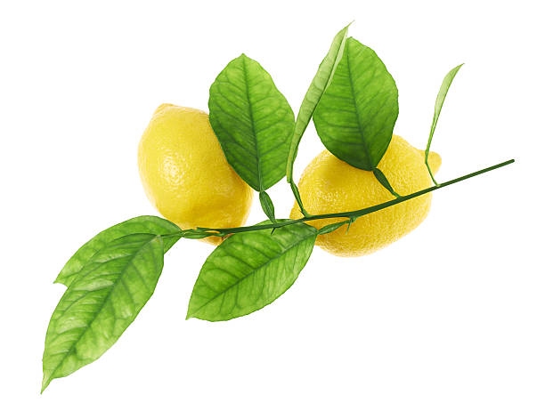 istock Lemon fruits on a green branch 534131044