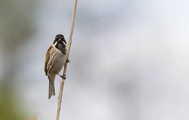 Male reedbunting perchedon a single reed grass looking towards the camera. With in the background that is out of focus in a grey and green colour. With in the front a male reedbunting perched on the left of the picture.