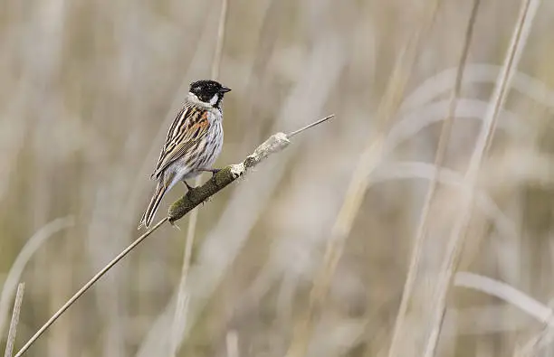 A light brown and yellow background that is out of focus. With in the front a male reedbunting perched in the middle of the picture.