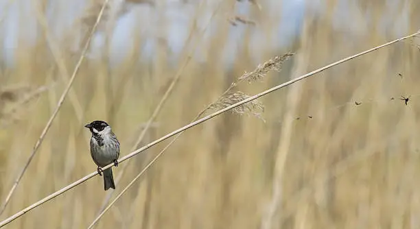 A light brown and yellow background that is out of focus. With in the front a male reedbunting perched on the left of the picture.