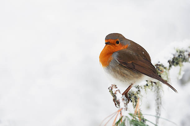 robin in weiß - rotkehlchen stock-fotos und bilder