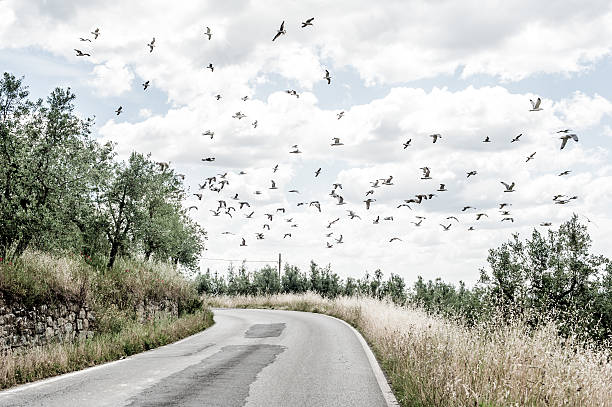 Birds fly stock photo