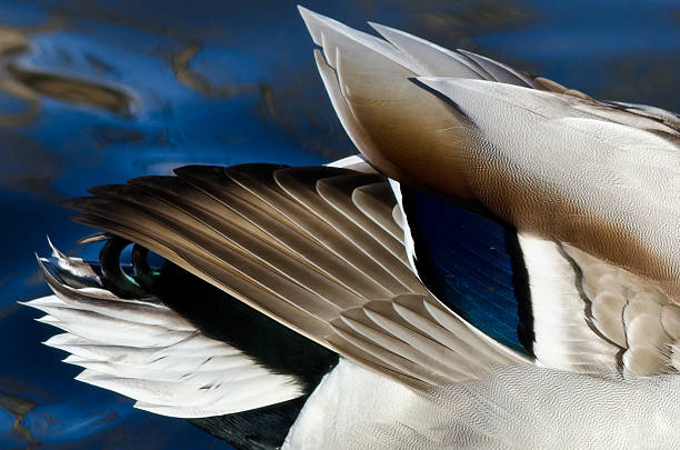 istock Nature Abstrct: Beautiful Feathers of a Mallard Duck 534131835
