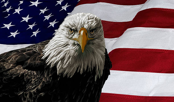 American Bald Eagle on Flag stock photo