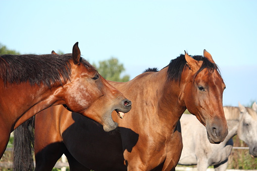 Two brown horses fighting playfully at the pasture