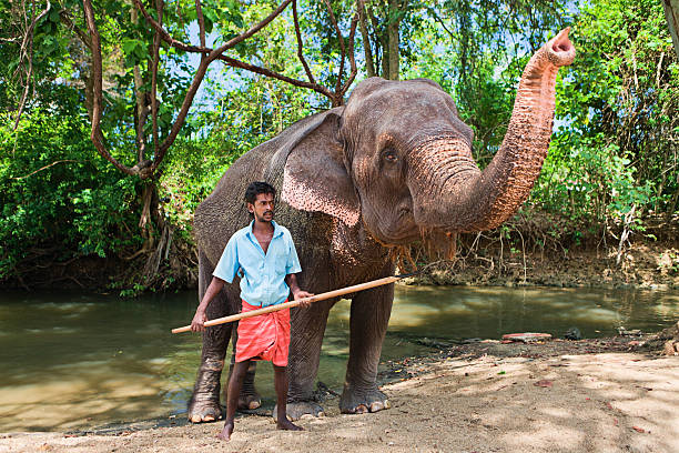 istock Mahout bathing his elephant in the river 534132693