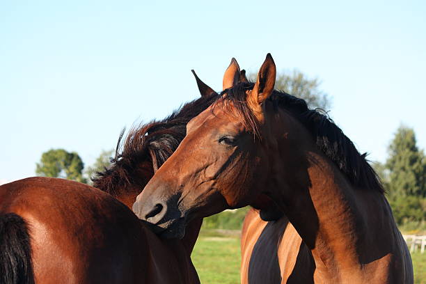 Two Horses Standing and Scratching Each Other's Back With Their Noses