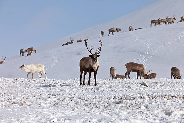 istock Group of caribou 534132762