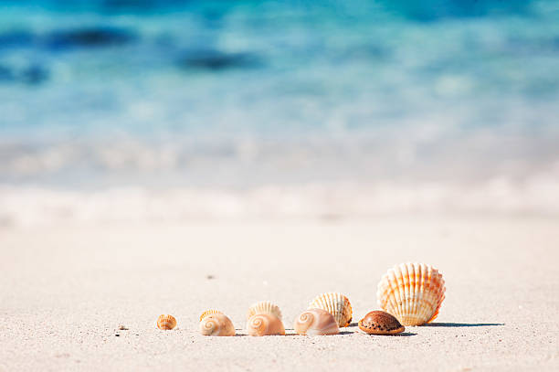 istock shells are standing in front of the sea 534132859