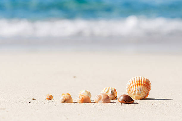 istock shells are standing in front of the sea 534132863