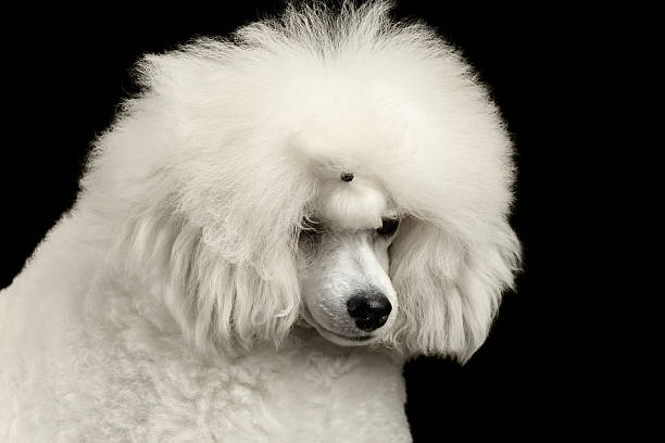 istock Closeup White Poodle Dog guiltily lowered head Isolated on Black 534133040