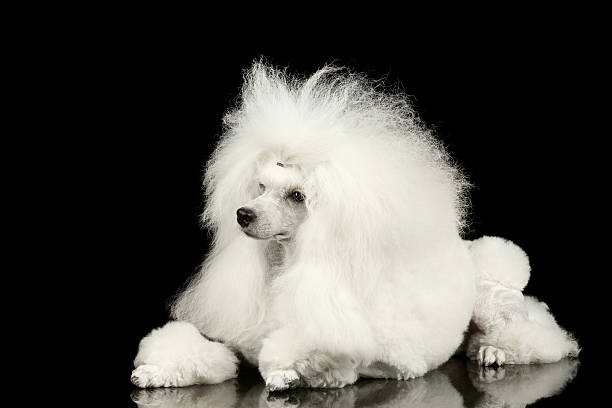 istock White Groomed Poodle Dog Lying Isolated on Black Background 534133166