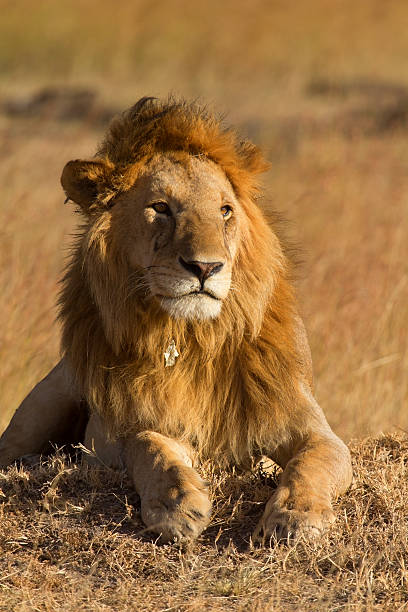 istock Male lion in Masai Mara 534133174
