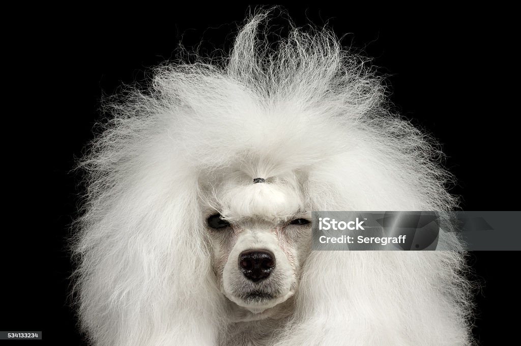 Closeup Shaggy Poodle Dog Squinting Looking in Camera, Isolated Black Closeup Portrait of Shaggy Hair Poodle Dog Squinting Looking in Camera Isolated on Black Background Dog Stock Photo