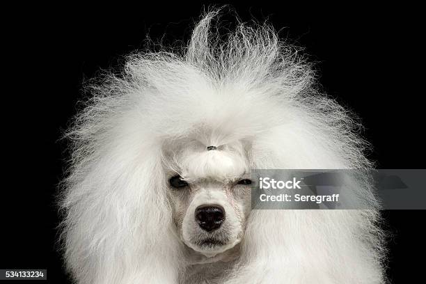 Closeup Shaggy Poodle Dog Squinting Looking In Camera Isolated Black Stock Photo - Download Image Now