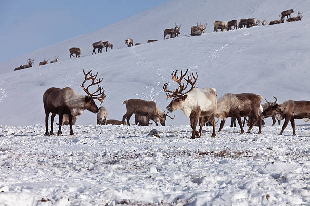 istock Group of caribou 534133410