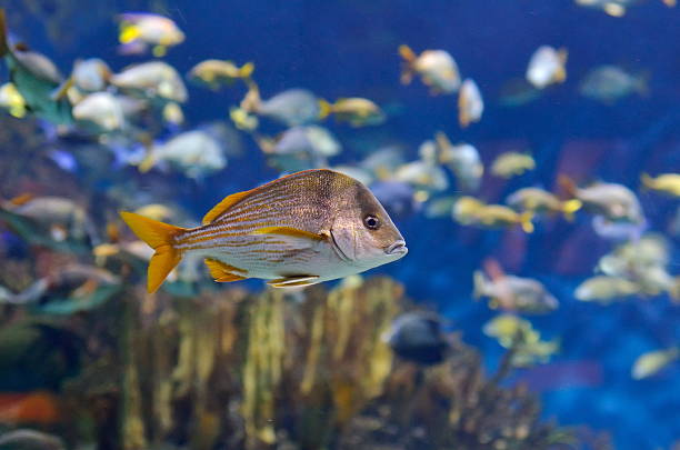 istock underwater image of tropical fishes 534133671