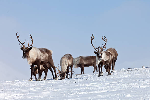 istock Group of caribou 534133952