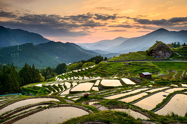 istock Rice Paddies in Japan 534134037