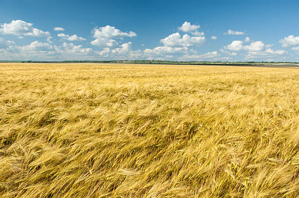 istock yellow wheat field and sky summer landscape 534134067