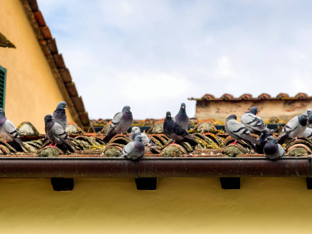 istock Pigeons on an old roof in Lucca 534134462