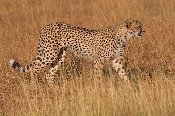 istock Male cheetah in Masai Mara 534134662