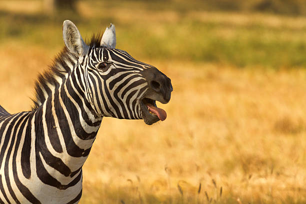 istock Zebra in the dry grass in Amboseli 534134820