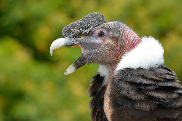 This picture shows a condor. The biggest flying bird on earth. Itook this picture over the Colca Canyon in Peru.