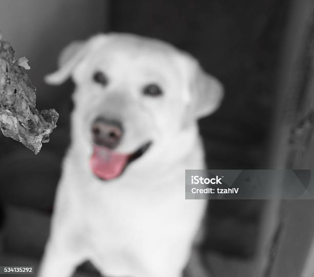 Classical Conditioning Respondent Conditioning Stock Photo - Download Image Now - Dog, Shampoo, Black And White
