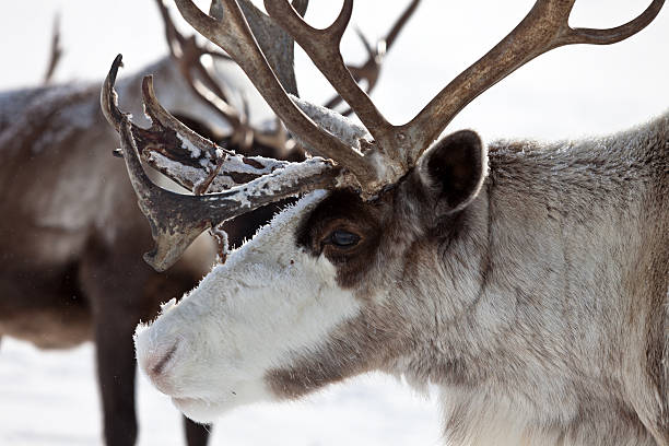 istock Group of caribou 534135368