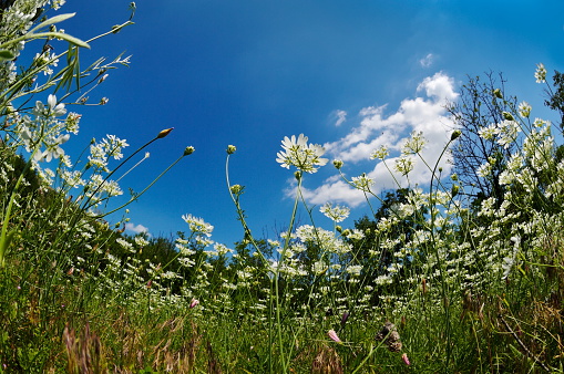 white flowers on field in summer