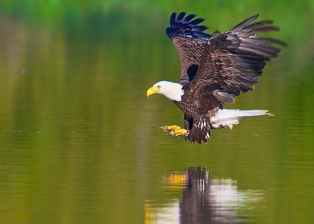 istock Bald eagle hunting the lake series #1 534135431