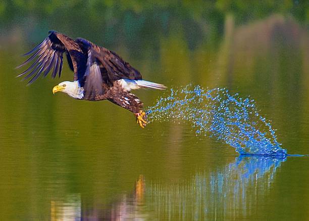 istock Bald eagle hunting the lake series #3 534135435