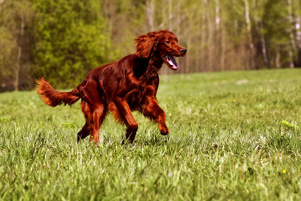 istock happy dog Irish setter running 534135594
