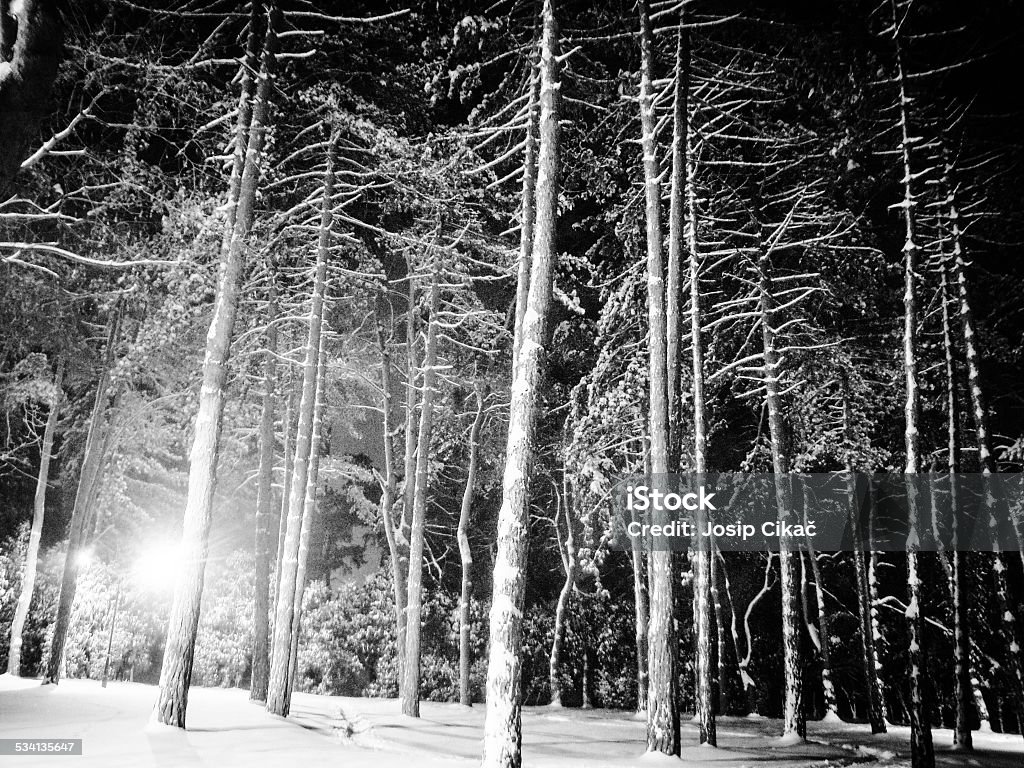 Pine Trees in b&w Pine Trees covered with snow in black and white 2015 Stock Photo