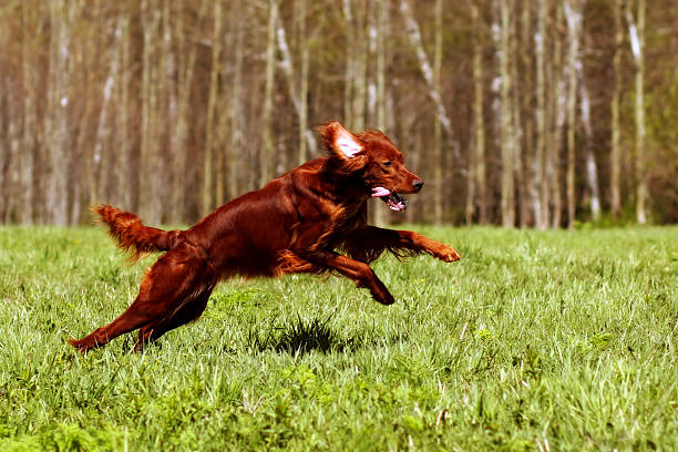 istock happy dog Irish setter jumping 534135688