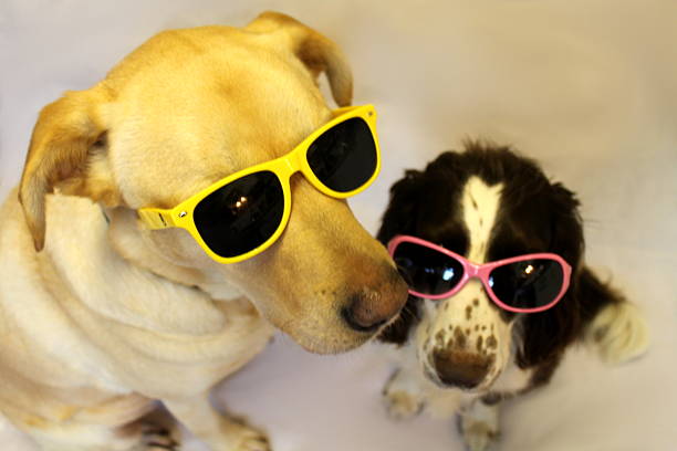 istock Manny and Harvey in Sunnies 534135761