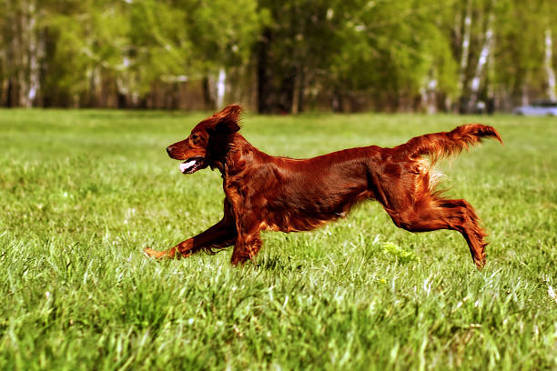 istock happy dog Irish setter jumping 534135768