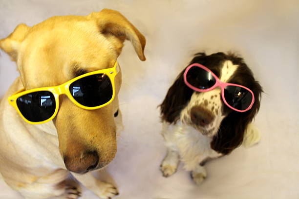 istock Manny and Harvey in Sunnies 534135773