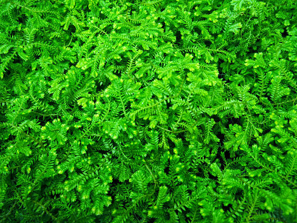 istock Green ferns background 534135850