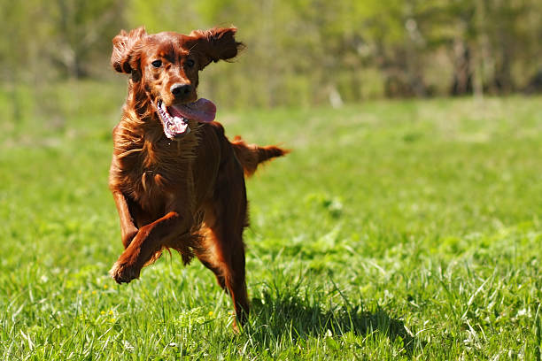 istock lucky dog Irish setter playing 534135944