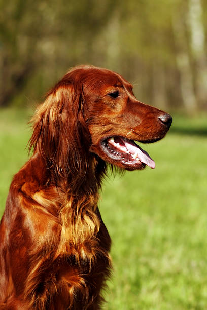 istock Beautiful dog Irish setter in summer 534136100