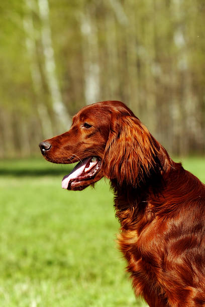 istock Beautiful dog Irish setter in summer 534136194