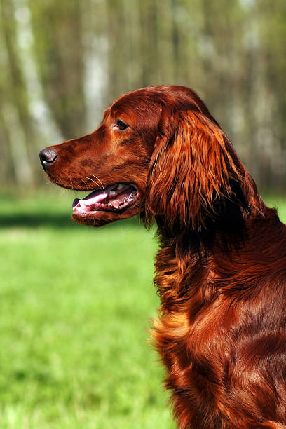 istock Beautiful dog Irish setter 534136280