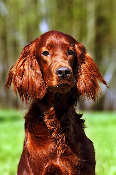 istock beautiful dog Irish setter 534136344