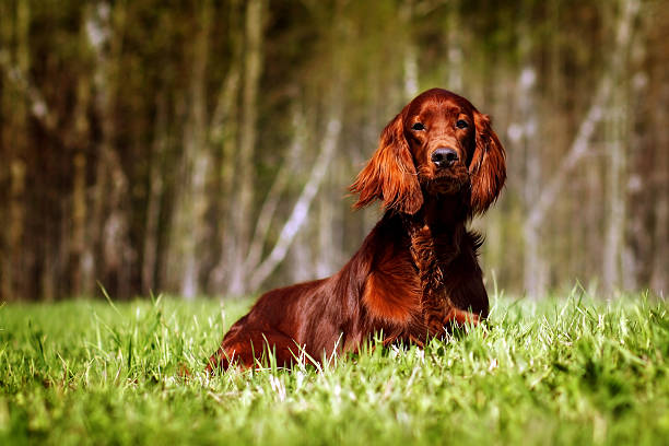 istock beautiful dog Irish setter 534136434