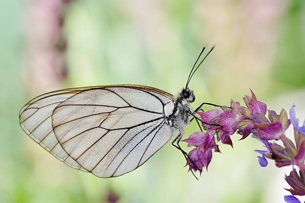 バタフライの自然の生息地（aporia crataegi ) - black veined white butterfly ストックフォトと画像